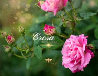 Crosa, la rose cosmique